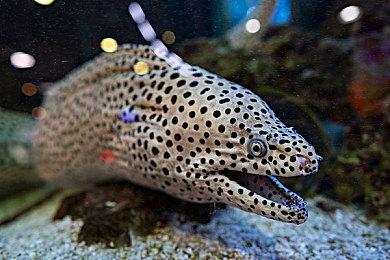 《天命奇御：归途》Steam上架筹备中 这次不烧脑了